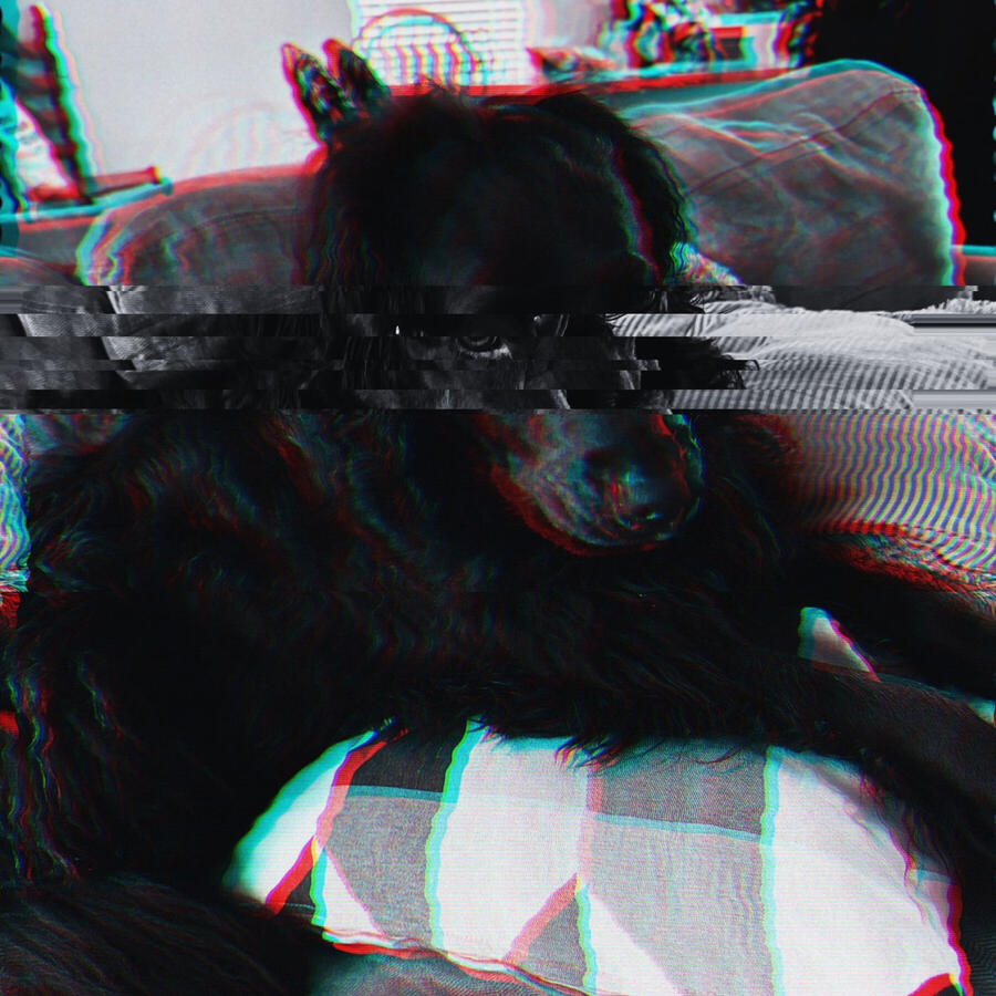kona (dog) glitch kona (dog) glitch
